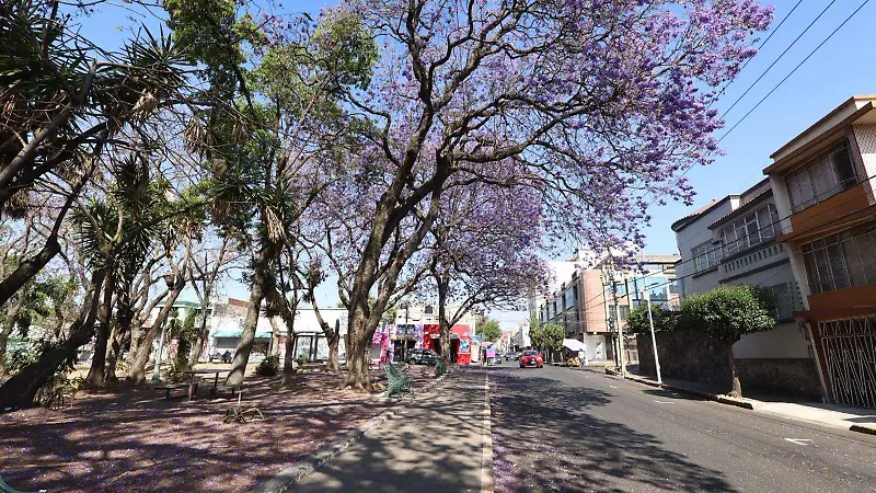 Jacarandas iluminan las calles de Puebla | Fotorreportaje